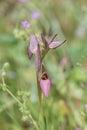 Tongue-orchid, Serapias lingua, in flower